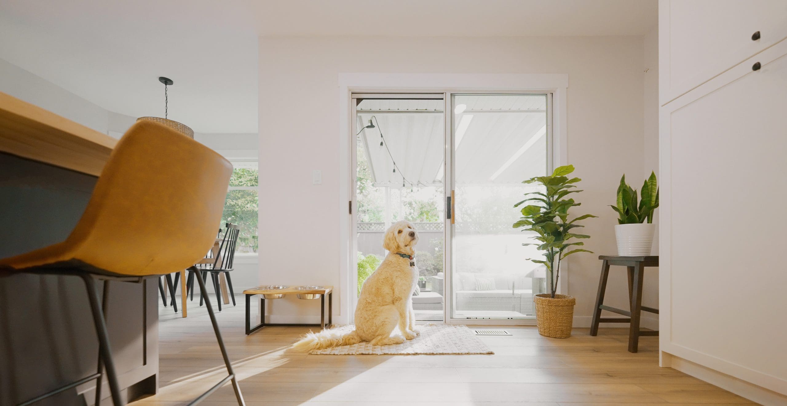 Dog Sitting by back door retractable screen 